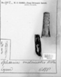 Anthostoma melanotes image